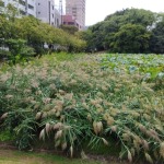 Thumbnail of post image 070