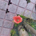 Thumbnail of post image 176