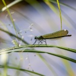 Thumbnail of post image 005