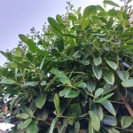 Thumbnail of post image 140